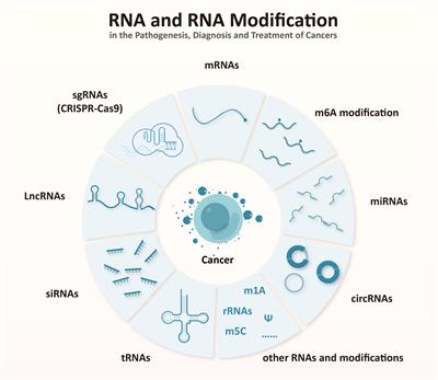 Editorial: RNA and RNA modification in the pathogenesis, diagnosis and treatment of cancers